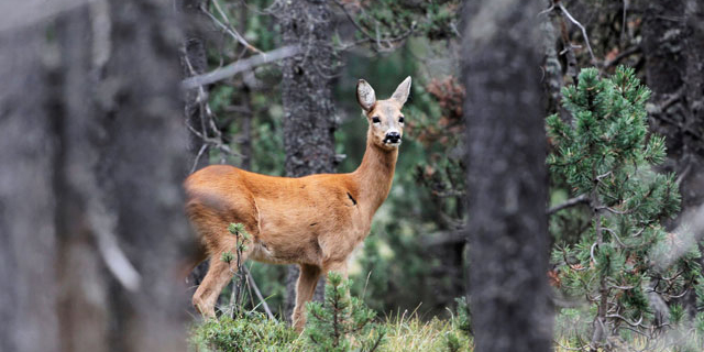 Incidenti con animali selvatici: E adesso?